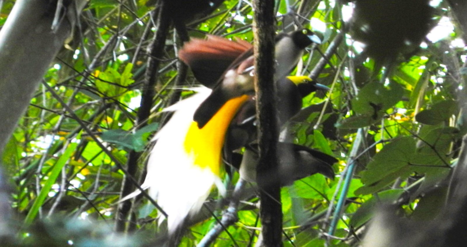 Online bestellen: Bouwsteen 4 dagen jungle en vogels bij Sorong