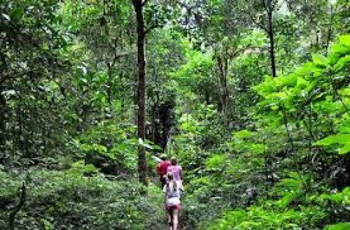 Sri Lanka Sinharaja Rain Forest